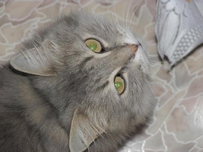 Кого из животных вы содержите? Фото приветствуется. - Копия К..jpg