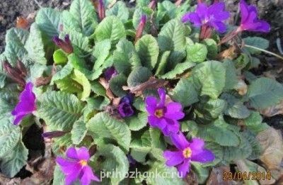 Декоративные садовые растения. - IMG_0004.jpg