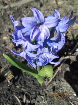 Декоративные садовые растения. - IMG_0002.jpg