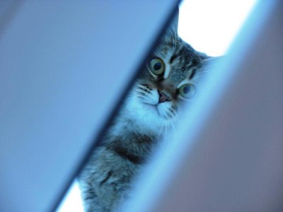 Кого из животных вы содержите? Фото приветствуется. - Копия К1.jpg