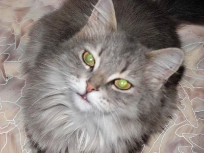 Кого из животных вы содержите? Фото приветствуется. - Копия К2.jpg