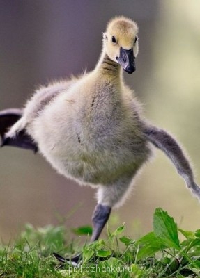 Аватарки. Наши интернет-лица - KHjth577dkY.jpg