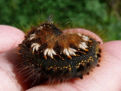 Паразиты - 1380780.jpg