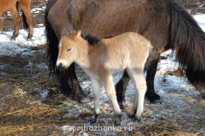 Кого из животных вы содержите? Фото приветствуется. - DSC_0031.JPG