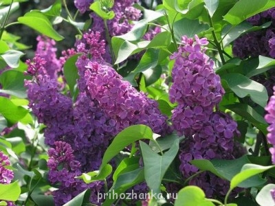 Духовная поэзия - 00470425.jpg