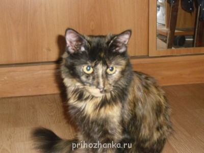 Кого из животных вы содержите? Фото приветствуется. - CIMG0540.JPG