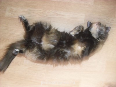 Кого из животных вы содержите? Фото приветствуется. - CIMG0299.JPG