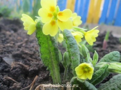желтенькие примулы (кустик маленький пока, подружка дала совсем недавно)