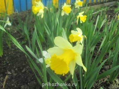 нарциссы