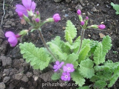 примулы из семян, удалось вырастить прямым посевом в грунт два года назад