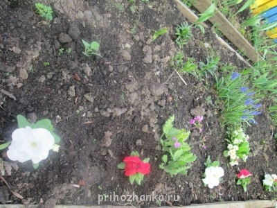 петуньи, рассада не моя:)