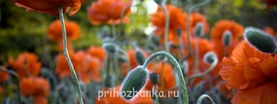 Конкурс Победим долгострой-4  - 002800 (Маки, цветы, ...).jpg