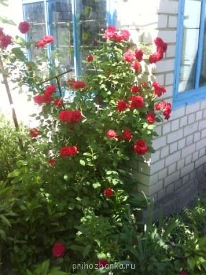 Декоративные садовые растения. - DSC00422.JPG