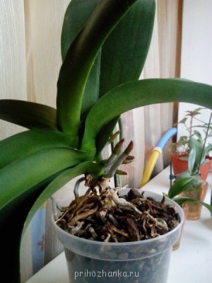 Мои комнатные растения. - 2014-05-15.jpg