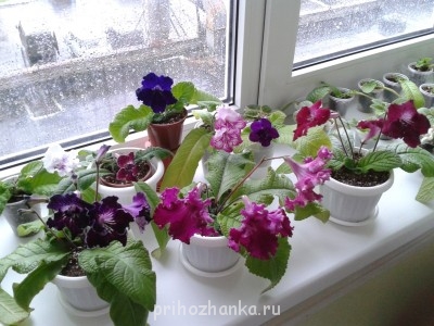 Мои комнатные растения. - 2014-05-15 12.25.25.jpg