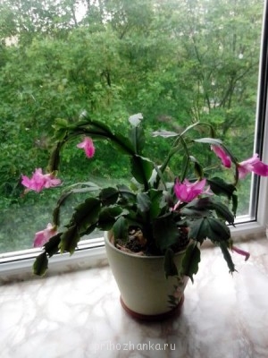 Мои комнатные растения. - 2014-05щ-15.jpg