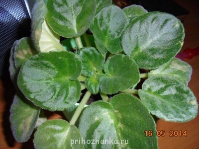 Мои комнатные растения. - DSC00317.JPG