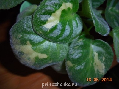 Мои комнатные растения. - DSC00316.JPG