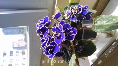 Мои комнатные растения. - DSC_0071.jpg