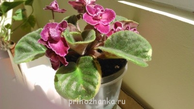 Мои комнатные растения. - DSC_0075.jpg