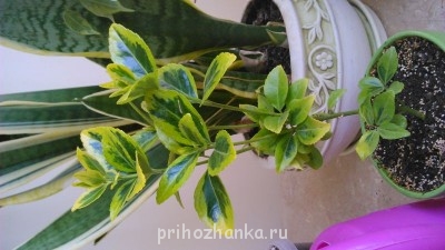 Мои комнатные растения. - DSC_0072.jpg