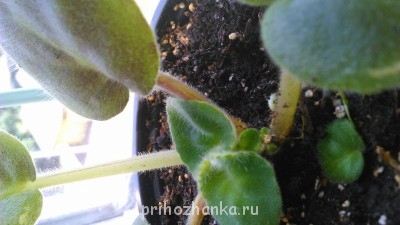 Мои комнатные растения. - DSC_0076.jpg