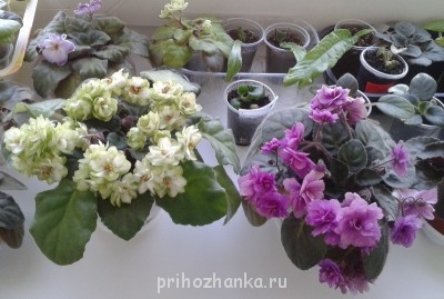 Мои комнатные растения. - 2014-05-19 12.30.27.jpg