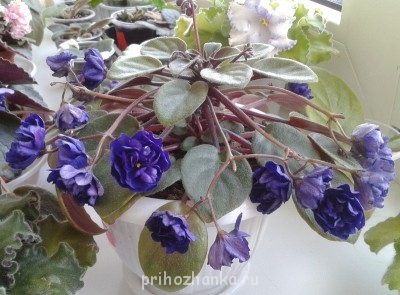 Мои комнатные растения. - 2014-05-19 12.31.11.jpg