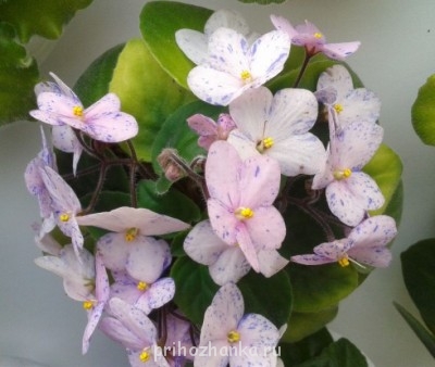 Мои комнатные растения. - 2014-05-19 12.31.59.jpg