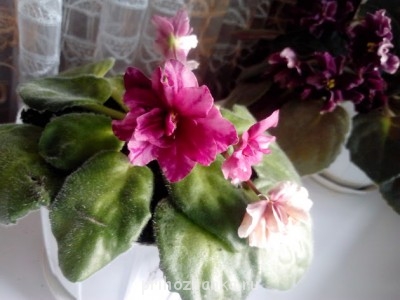 Мои комнатные растения. - 2014-05- 19.jpg