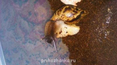 Кого из животных вы содержите? Фото приветствуется. - DSC_0079.jpg