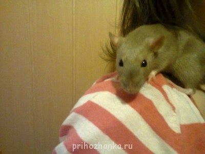 Кого из животных вы содержите? Фото приветствуется. - 79-gitR92O4.jpg