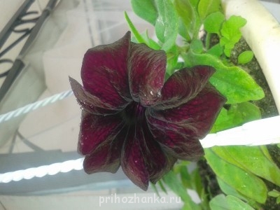 Декоративные садовые растения. - 20140529_185027.jpg