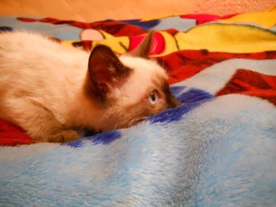 Кого из животных вы содержите? Фото приветствуется. - Барсик охотится.jpg