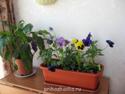 Любимый балкончик - IMG_0521.jpg