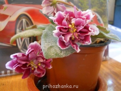 Мои комнатные растения. - DSCN2734.JPG