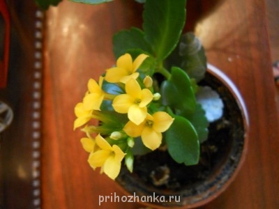 еще один каланхоэ