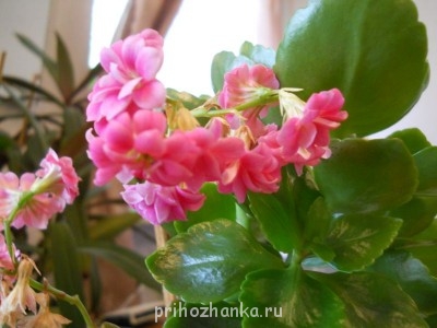 Мои комнатные растения. - DSCN2730.JPG