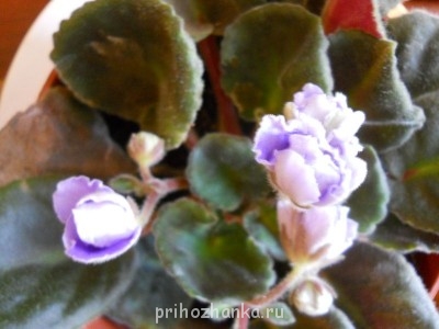 Мои комнатные растения. - DSCN2719.JPG