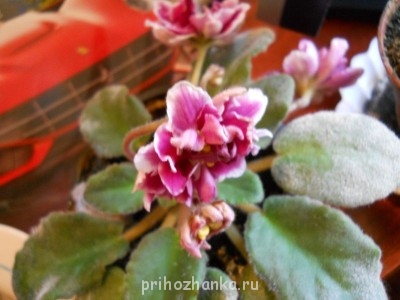 Мои комнатные растения. - DSCN2721.JPG