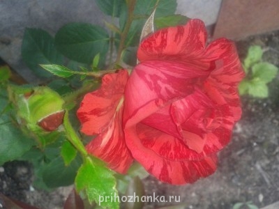 Декоративные садовые растения. - 20140613_114454.jpg