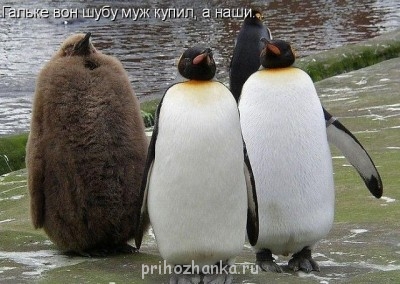 Cмешное из жизни животных. Фото и видео из интернета. - иитge.jpg