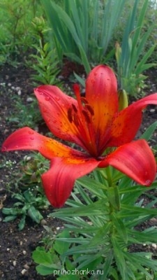 Чем сегодня занимались? - 36398_original.jpg