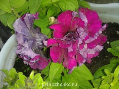 Декоративные садовые растения. - 20140622_182320.jpg