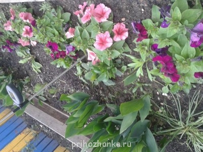 Декоративные садовые растения. - 20140622_182219.jpg