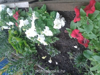 Декоративные садовые растения. - 20140622_182152.jpg