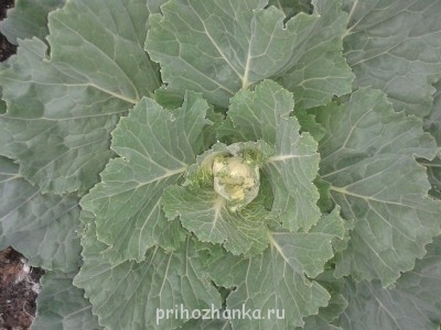 Декоративные садовые растения. - 20140622_182141.jpg