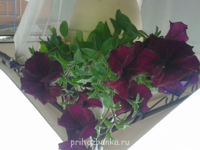 Декоративные садовые растения. - 20140622_182013.jpg