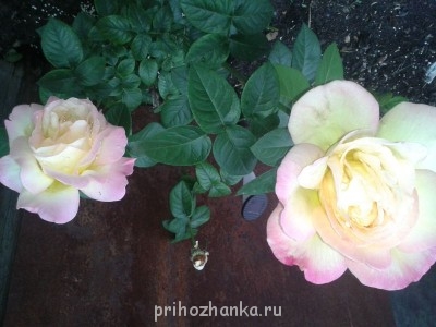 Декоративные садовые растения. - 20140622_181904.jpg