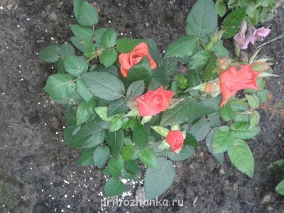 Декоративные садовые растения. - 20140622_181943.jpg